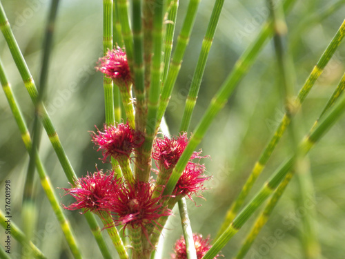 Closeup shot of a beautiful casuarina tree in blossom photo