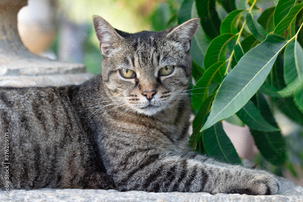A beautiful gray cat sits in the garden and enjoys nature and fresh air. grey tabby cat outside A beautiful gray cat sits in the garden and enjoys nature and fresh air. grey tabby cat outside
