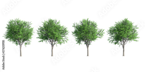 Side view collection of 3D Green cedar Trees Isolated on white background   Use for visualization in architectural design