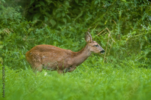 Fototapeta Naklejka Na Ścianę i Meble -  a young female deer on a green meadow