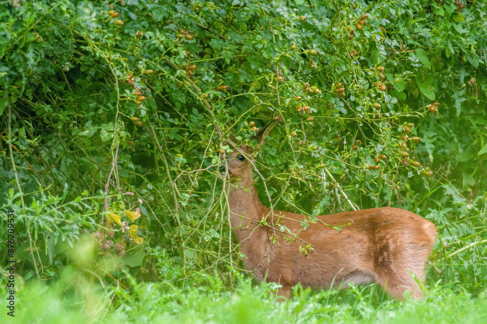 a young female deer on a green meadow a young female deer on a green meadow