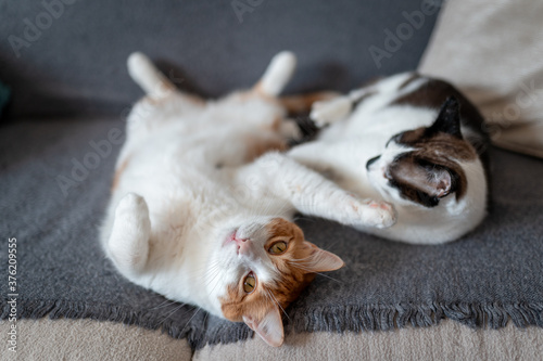 Dos gatos domesticos duermen juntos sobre el sofa