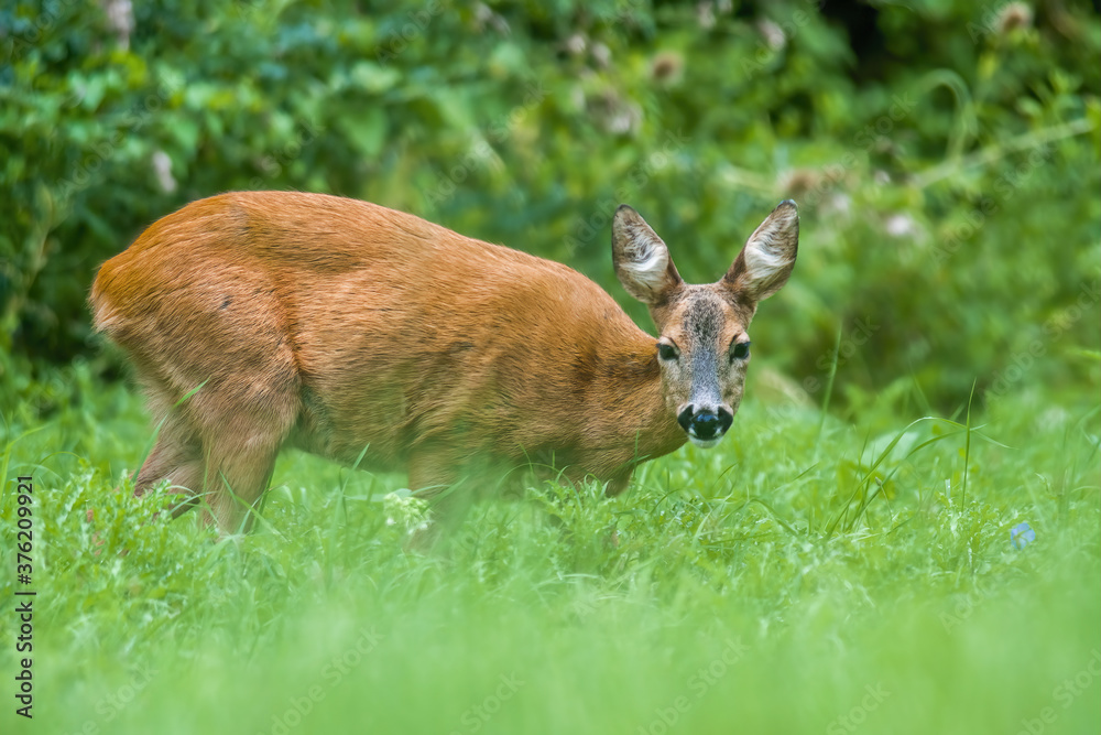 Fototapeta premium a young female deer on a green meadow