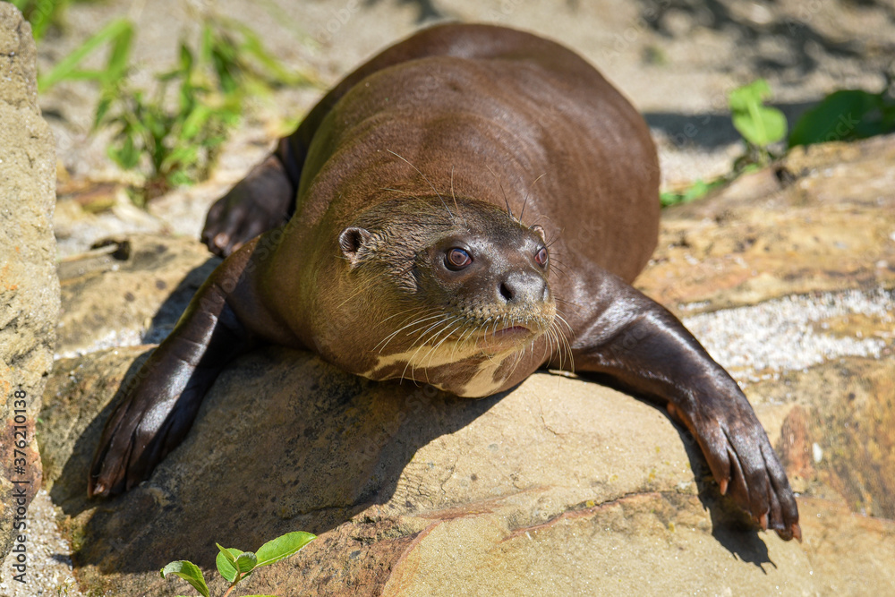 Fototapeta premium The detail - portrait of giant otter (Pteronura brasiliensis).