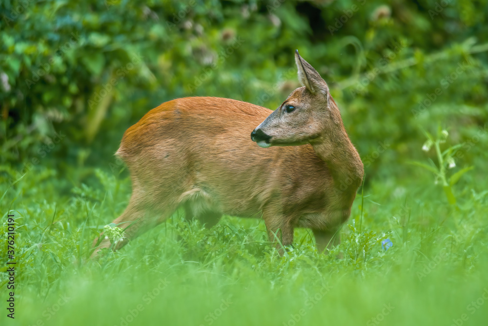 Fototapeta premium a young female deer on a green meadow