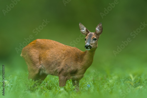 a young female deer on a green meadow