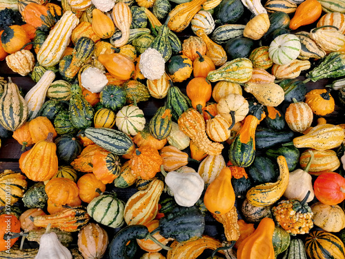 Pile of pumpkins and gourds of different shapes and colors top view stock images. Many multi colored decorative pumpkins. Different kinds of pumpkins stock photo. Colorful pumpkins decoration images