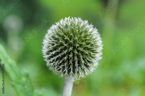 Green bud in the form of a ball  Echinops plant.
