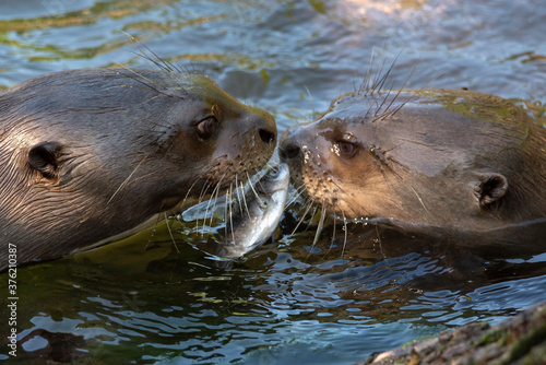 Give me a kiss. I`ll give you a fish - A giant otter Pteronura brasiliensis