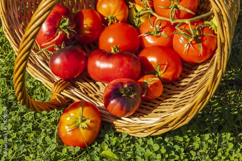 Beautiful view of ripe red tomatoes in wicker basket on green grass background. Organic vegetables concept.