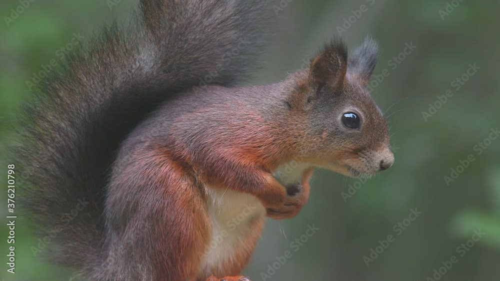 red squirrel animal close view watching alerted side view red squirrel animal close view watching alerted side view