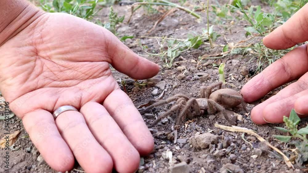 spider tarantula , spider on the hand in the nature handling wild