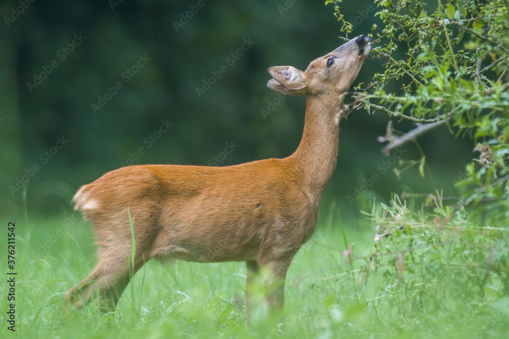 a young female deer on a green meadow a young female deer on a green meadow