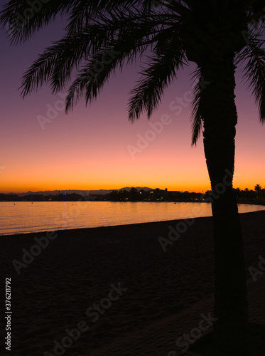 silhouette of a palm tree in roses costa brava