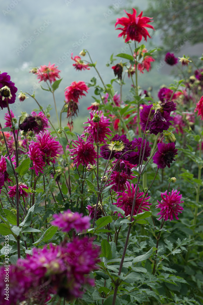 Obraz premium Colorful Dahlia flowers in the garden