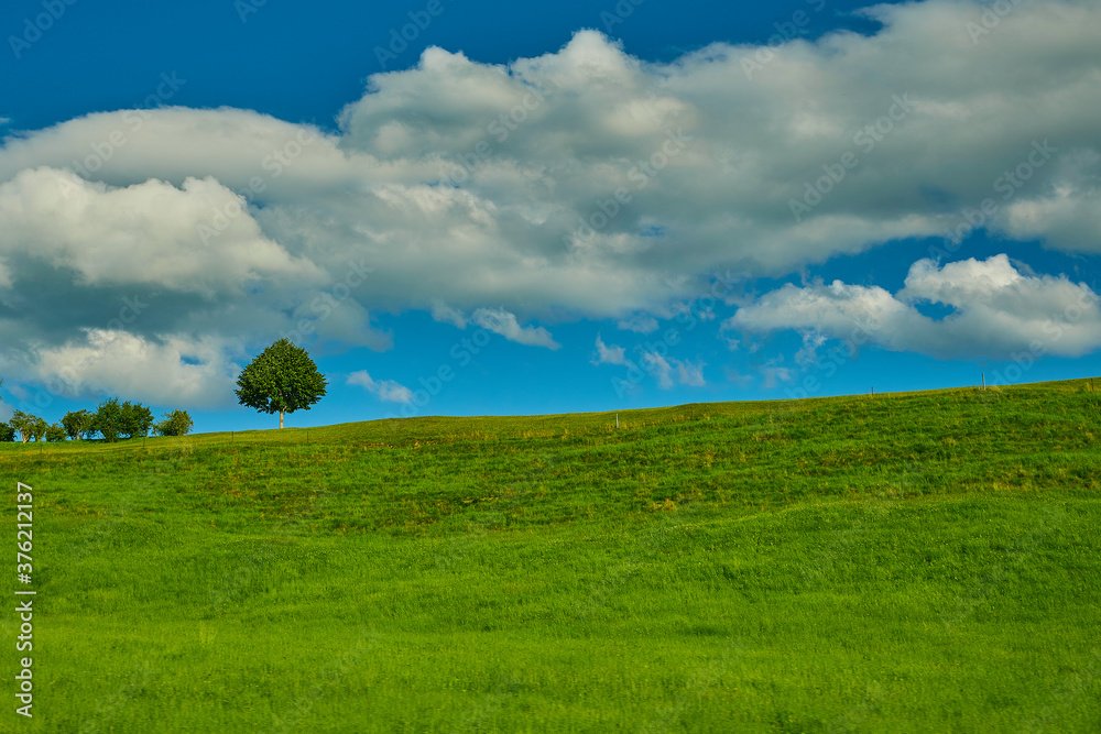 Landschaft mit grünen Wiese und Bäumen Landschaft mit grünen Wiese und Bäumen