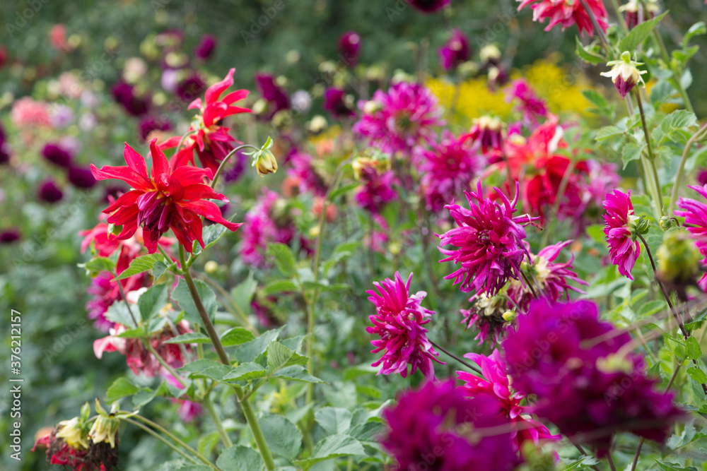 Obraz premium Colorful Dahlia flowers in the garden