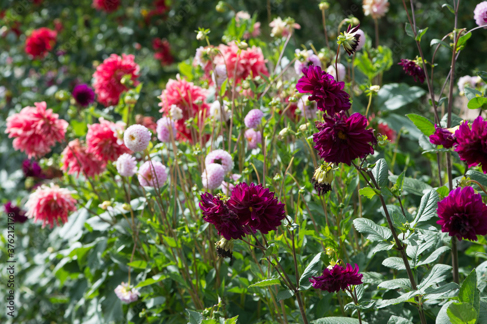 Colorful Dahlia flowers in the garden Colorful Dahlia flowers in the garden