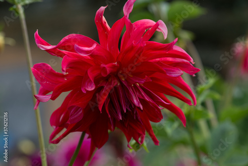 Closeup of a red dahlia flower in the garden © ausra