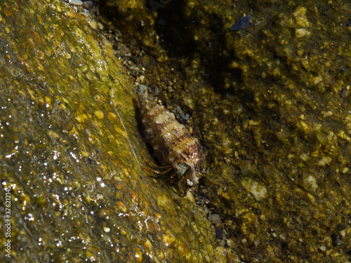 an hermit mollusk in the costa brava