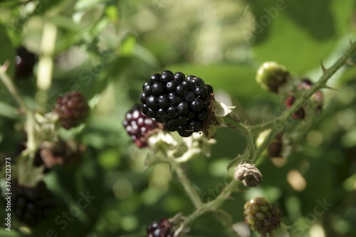 Brombeere / Black Berry