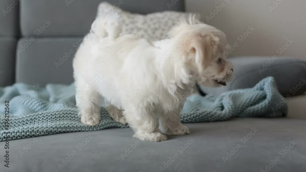 Cute little maltese dog puppy, sitting on the couch at home, curiously looking at camera Cute little maltese dog puppy, sitting on the couch at home, curiously looking at camera