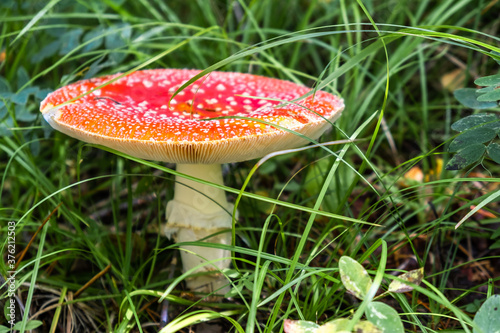 An adult Amanita muscaria mushroom with an open hat, among the green grass in the autumn forest on a sunny day. Close up