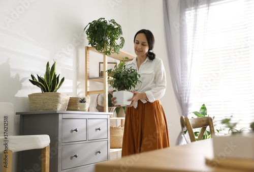 Mature woman with beautiful houseplant at home. Engaging hobby