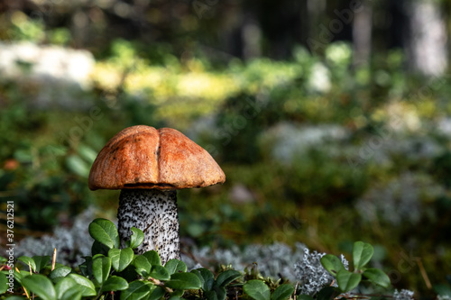 Boletus mushroom among moss and lingonberry leaves in the autumn forest on a sunny day. Blurred forest magic background.