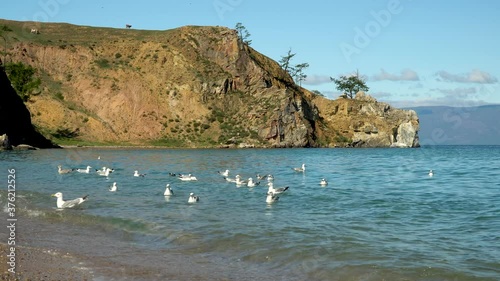 seagulls swaying on the waves. summer day, storm on the lake. Chroicocephalus ridibundus. Seagull picks up food from the water. Larus mongolicus on lake Baikal photo