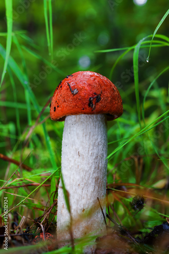 Orange-cap boletus (Leccinum aurantiacum) grow in the forest in autumn and summer in green moss and grass