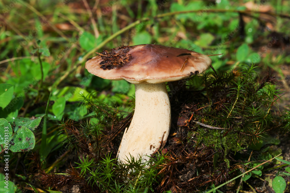 Butter mushrooms, common Buttercup (lat. Suillus luteus ) grow in the forest in autumn and summer in green moss and grass Butter mushrooms, common Buttercup (lat. Suillus luteus ) grow in the forest in autumn and summer in green moss and grass