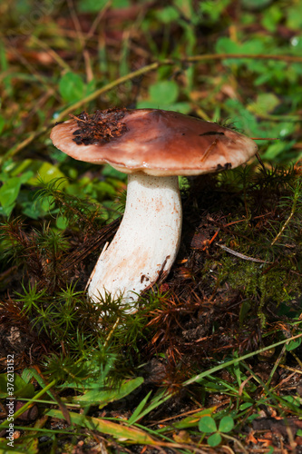 Butter mushrooms, common Buttercup (lat. Suillus luteus ) grow in the forest in autumn and summer in green moss and grass