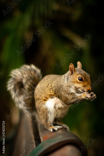Squirrel on Park Bench © Natalie