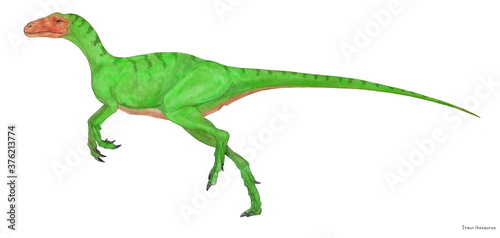 スタウリコサウルスは三畳紀後期に生息した二足歩行の古いタイプの肉食恐竜。へレラサウルスとともに独自の進化を遂げ、早々と歴史から消えていったのではないかと考える。骨盤や後脚の骨格が貧弱であり、構造的にも他の恐竜とは異なっている。敏捷性はないが、当時の獲物を捕獲するには十分な脚力であったと思われる。歯には肉を切り取るステーキナイフのような刻みがあり、前肢後肢ともに5本で3本目が一番長かった。 © Mineo