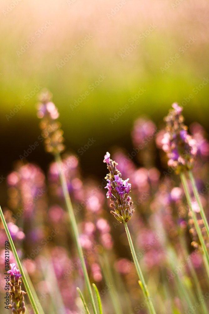 Purple lavender close up in the evening sun and sunset | Lavender Close Up in Provence, France | Amazing view of purple and green colors Purple lavender close up in the evening sun and sunset | Lavender Close Up in Provence, France | Amazing view of purple and green colors