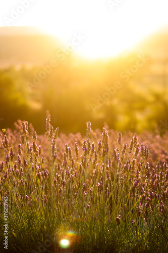 Purple lavender close up in sunset | Lavender Close Up in Provence, France | Amazing view of purple and green colors 