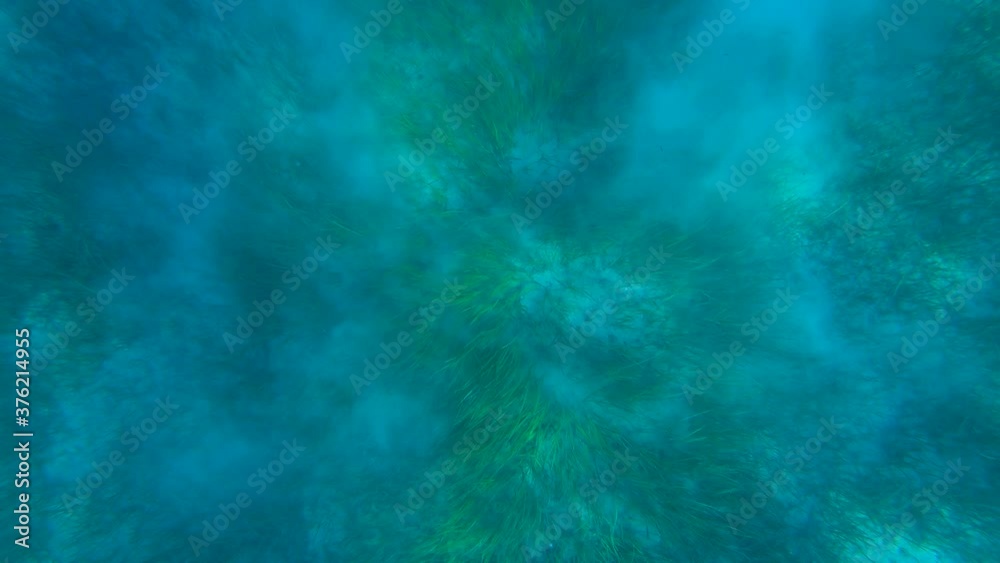 Looking down sea grass growing under the water. Underwater view of fine sand cloud floating over the seabed bottom. Wide angle, slow motion Looking down sea grass growing under the water. Underwater view of fine sand cloud floating over the seabed bottom. Wide angle, slow motion