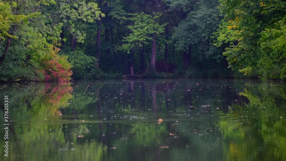 summer rain on green forest lake 
