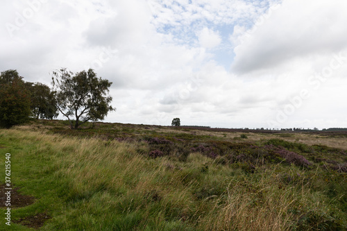 Photo moorland landscape with a tree