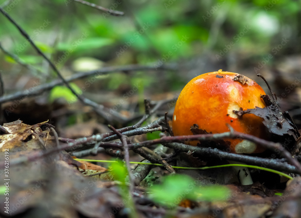 Russula mushroom in the forest with a knife. harvest. hobby. mushroom picking. Russula mushroom in the forest with a knife. harvest. hobby. mushroom picking.