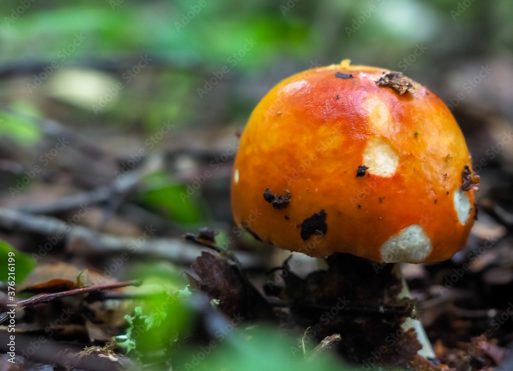 Russula mushroom in the forest with a knife. harvest. hobby. mushroom picking. Russula mushroom in the forest with a knife. harvest. hobby. mushroom picking.