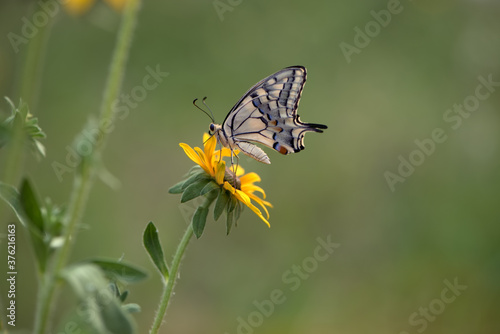 Wonderful butterfly Papilio machaon on a  flower on a summer day in the garden © NATALYA