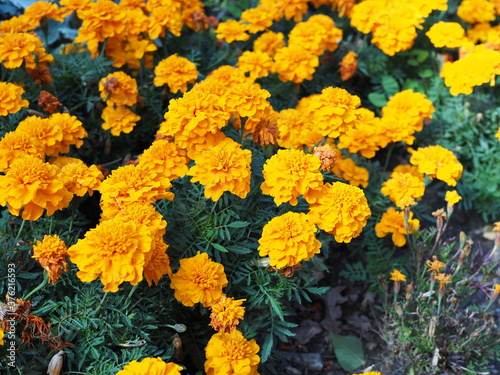 Lots of beautiful flowers in the garden. They are often called Mexican, Aztec or African marigold