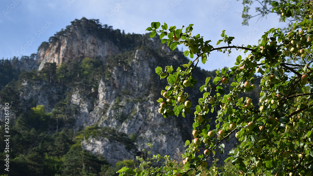 Reife Äpfel vor Felswand, Äpfel in Gelb, Klaräpfel auf Apfelbaum Reife Äpfel vor Felswand, Äpfel in Gelb, Klaräpfel auf Apfelbaum