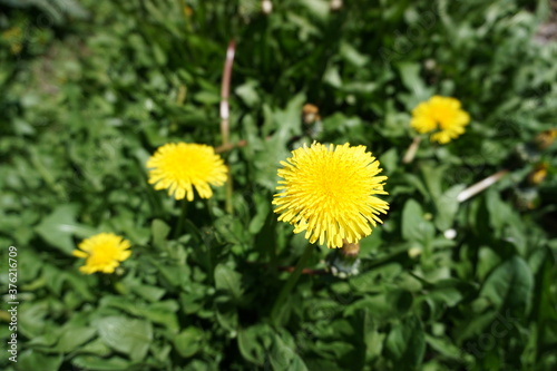 Photography of yellow daisies with flower background in spring.