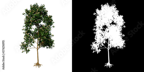 Front view tree (Young Sea Apple 1) white background alpha png 3D Rendering Ilustracion 3D photo