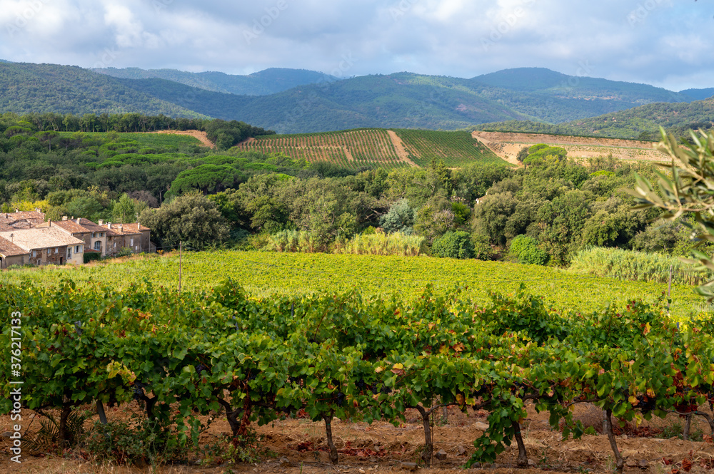 Rows of ripe wine grapes plants on vineyards in Cotes  de Provence near Collobrieres , region Provence, south of France