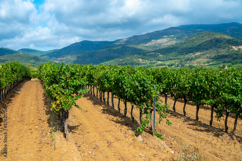 Naklejka premium Rows of ripe wine grapes plants on vineyards in Cotes de Provence near Collobrieres , region Provence, south of France
