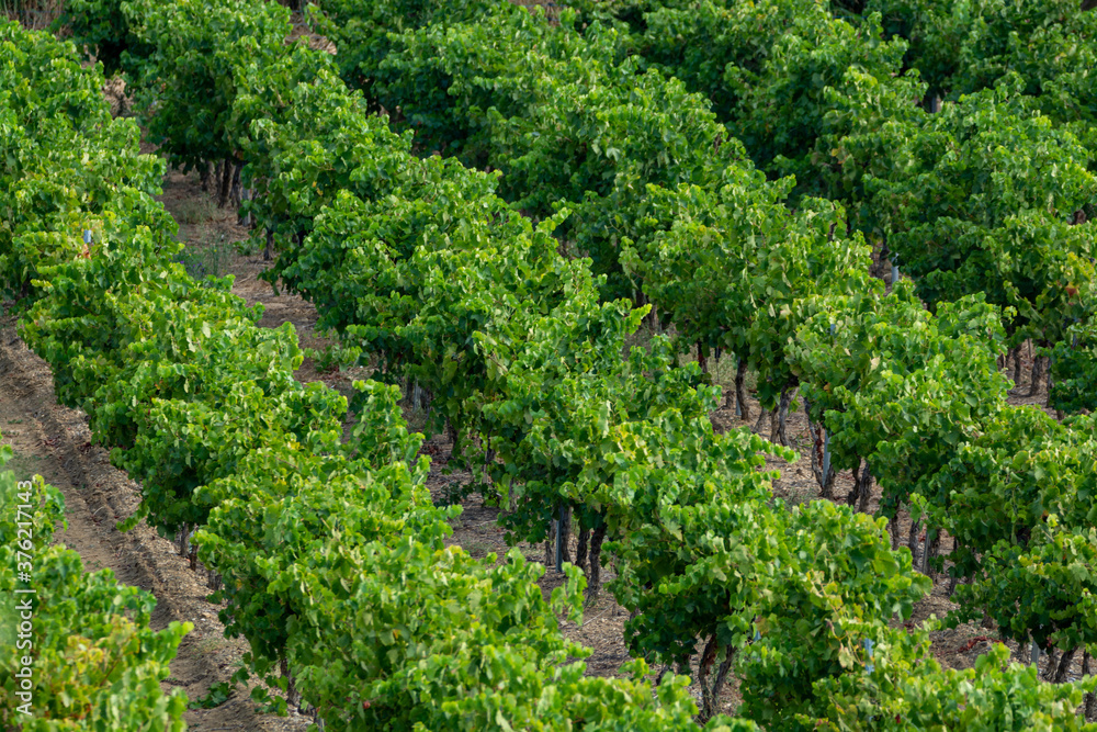 Rows of ripe wine grapes plants on vineyards in Cotes  de Provence near Collobrieres , region Provence, south of France